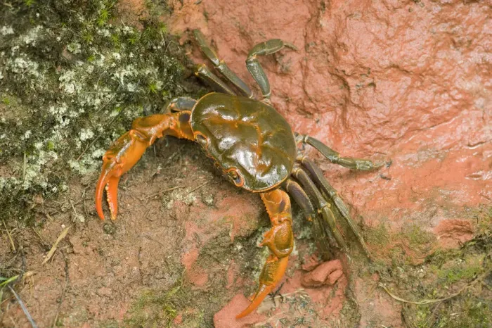 Framed Print : Land crab crawling on red sandstone after overnight storm. Shunan Zhuhai National Park Framed Print : Land crab crawling on red sandstone after overnight storm. Shunan Zhuhai National Park
