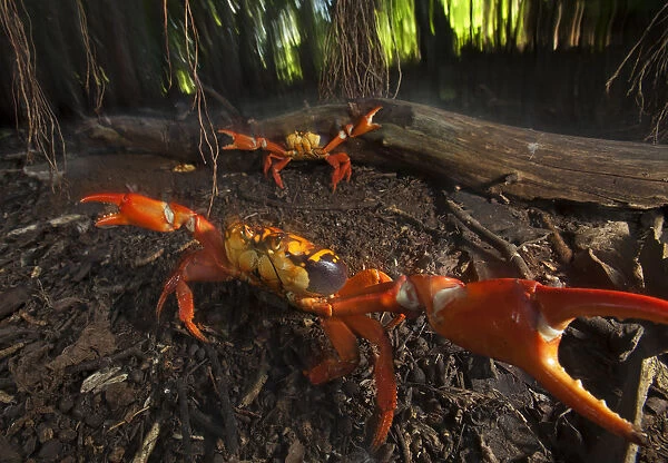 Land Crab (Gecarcinus planatus) in defensive display, Socorro Island, Revillagigedo