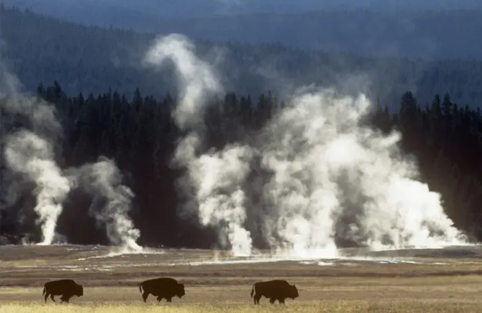 Framed Print : Landscape with Bison {Bison bison} and steam from geysers, Yellowstone NP, Wyoming, USA Framed Print : Landscape with Bison {Bison bison} and steam from geysers, Yellowstone NP, Wyoming, USA