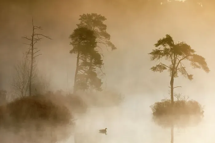 Framed Print : Landscape of a fen at dawn with Canada goose (Branta canadensis) swimming. Oisterwijkse Bossen en Vennen Nature reserve, Oisterwijk, The Netherlands. April Framed Print : Landscape of a fen at dawn with Canada goose (Branta canadensis) swimming. Oisterwijkse Bossen en Vennen Nature reserve, Oisterwijk, The Netherlands. April