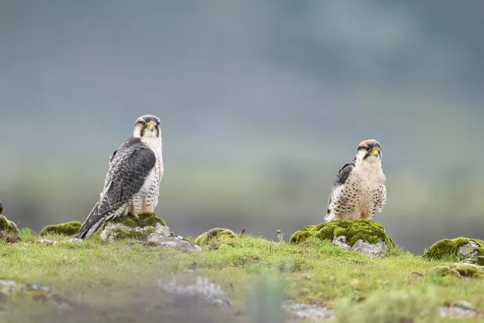 Framed Print : Lanner falcons (Falco biarmicus) pair, perched on rocks, Bale Mountains National Park, Ethiopia Framed Print : Lanner falcons (Falco biarmicus) pair, perched on rocks, Bale Mountains National Park, Ethiopia
