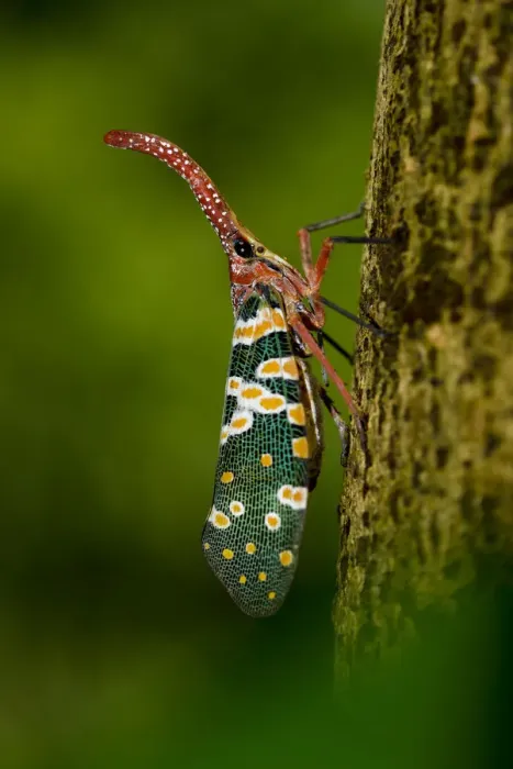 Framed Print : Lantern bug (Pyrops  /  Laternaria candelaria) Ha Pak Nai, Yuen Long District, Hong Kong
