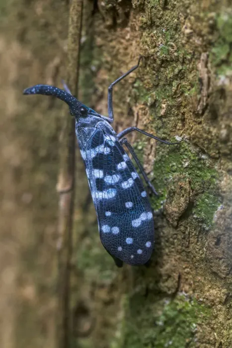 Framed Print : Lantern bug (Pyrops maculatus), Sinharaja Forest Reserve, Unesco Biosphere Reserve Framed Print : Lantern bug (Pyrops maculatus), Sinharaja Forest Reserve, Unesco Biosphere Reserve