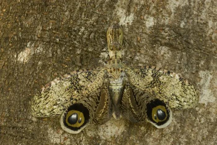 Framed Print : Lantern Fly / Machaca (Fulgora lampetis) displaying eye-spots, used to startle potential predators Framed Print : Lantern Fly / Machaca (Fulgora lampetis) displaying eye-spots, used to startle potential predators
