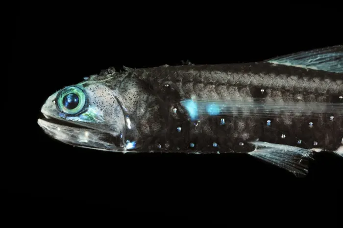 Framed Print : Lanternfish (Lepidophanes guentheri) - deepsea species showing bioluminescence Framed Print : Lanternfish (Lepidophanes guentheri) - deepsea species showing bioluminescence