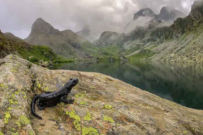 Framed Print : Lanza's salamander (Salamandra lanzai) resting on rocks on mountainside next to lake, Po Valley, Italy. September. Critically endangered Framed Print : Lanza's salamander (Salamandra lanzai) resting on rocks on mountainside next to lake, Po Valley, Italy. September. Critically endangered