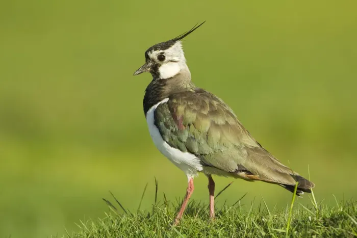 Framed Print : Lapwing (Vanellus vanellus) adult in breeding plumage, Scotland, UK, June Framed Print : Lapwing (Vanellus vanellus) adult in breeding plumage, Scotland, UK, June
