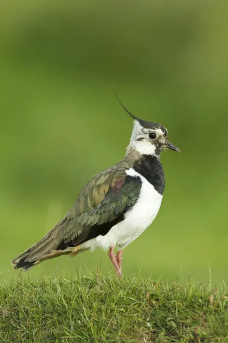 Framed Print : Lapwing (Vanellus vanellus) adult in breeding plumage, Scotland, UK, June Framed Print : Lapwing (Vanellus vanellus) adult in breeding plumage, Scotland, UK, June