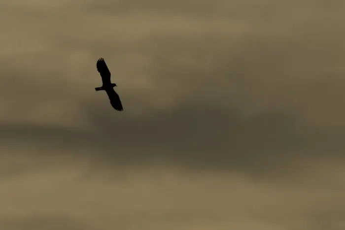 Framed Print : Lapwing (Vanellus vanellus) in flight, silhouetted at dusk, North Uist, Western Isles Framed Print : Lapwing (Vanellus vanellus) in flight, silhouetted at dusk, North Uist, Western Isles