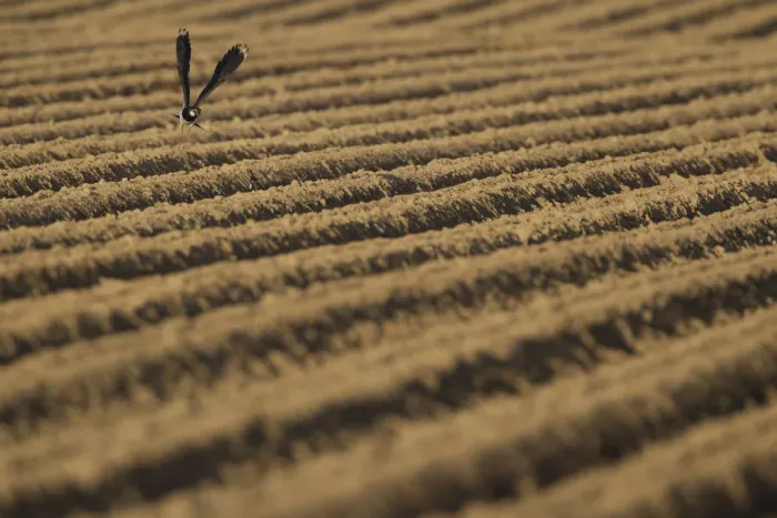 Framed Print : Lapwing (Vanellus vanellus) flying low over a ploughed field, Scotland, UK, June 2010