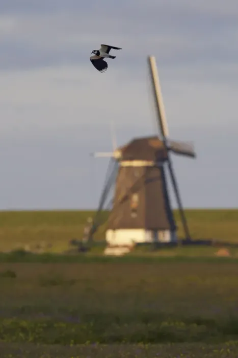 Framed Print : Lapwing (Vanellus vanellus) flying past windmill, Texel, Netherlands, May 2009 Framed Print : Lapwing (Vanellus vanellus) flying past windmill, Texel, Netherlands, May 2009