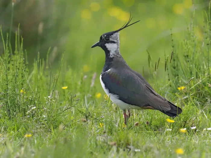 Framed Print : Lapwing (Vanellus vanellus) portrait in upland hay meadow, Upper Teesdale, CO Durham Framed Print : Lapwing (Vanellus vanellus) portrait in upland hay meadow, Upper Teesdale, CO Durham