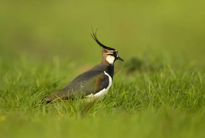 Framed Print : Lapwing (Vanellus vanellus), Skomer, Wales, UK. April Framed Print : Lapwing (Vanellus vanellus), Skomer, Wales, UK. April