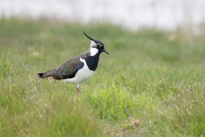 Framed Print : Lapwing (Vanellus vanellus) standing on grass, Cley, Norfolk, England, UK. April