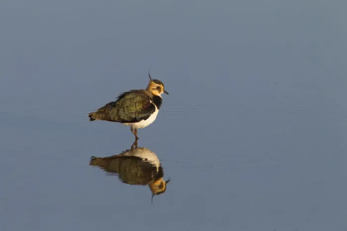 Framed Print : Lapwing (Vanellus vanellus) Titchwell RSPB Reserve, Norfolk, England, UK. November Framed Print : Lapwing (Vanellus vanellus) Titchwell RSPB Reserve, Norfolk, England, UK. November