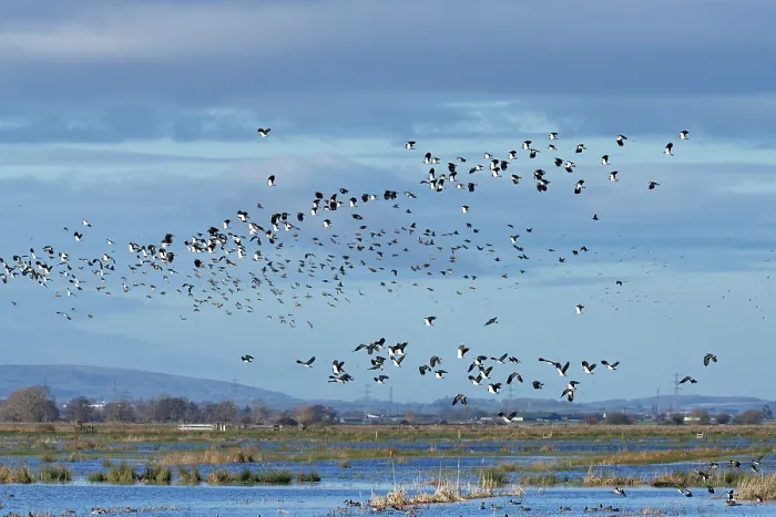 Framed Print : Lapwings (Vanellus vanellus) and Common starlings (Sturnus vulgaris) flock in flight over flooded pastureland in winter, RSPB Greylake Nature Reserve, Somerset Levels, England Framed Print : Lapwings (Vanellus vanellus) and Common starlings (Sturnus vulgaris) flock in flight over flooded pastureland in winter, RSPB Greylake Nature Reserve, Somerset Levels, England