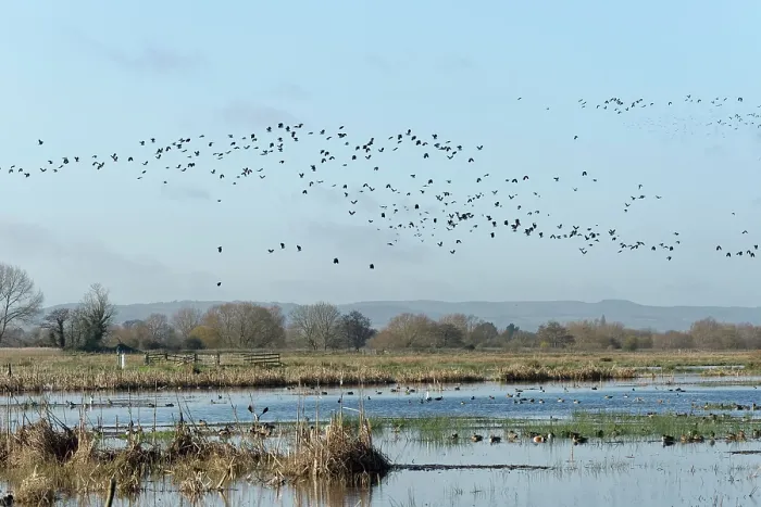 Framed Print : Lapwings (Vanellus vanellus) flock in flight over ducks of several species swimming and resting on flooded pastureland, RSPB Greylake Nature Reserve, Somerset Levels, England, UK Framed Print : Lapwings (Vanellus vanellus) flock in flight over ducks of several species swimming and resting on flooded pastureland, RSPB Greylake Nature Reserve, Somerset Levels, England, UK