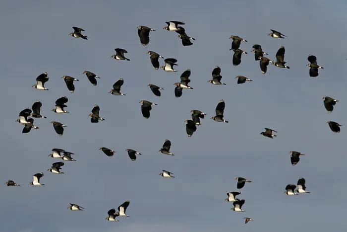 Framed Print : Lapwings (Vanellus vanellus) flock in flight with a Dunlin (Calidris alpina), Norfolk, England, UK. October Framed Print : Lapwings (Vanellus vanellus) flock in flight with a Dunlin (Calidris alpina), Norfolk, England, UK. October