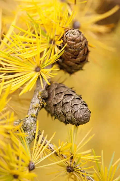 Framed Print : Larch {Larix deciduas} yellow needles and cones in autumn, Donisthorpe, The National Forest Framed Print : Larch {Larix deciduas} yellow needles and cones in autumn, Donisthorpe, The National Forest