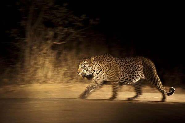 Large adult male Leopard (Panthera pardus) walking through the bush at night, Sabi