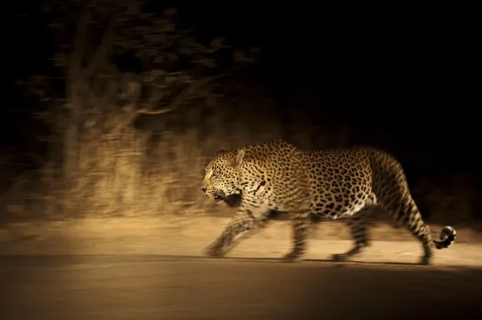 Framed Print : Large adult male Leopard (Panthera pardus) walking through the bush at night, Sabi Framed Print : Large adult male Leopard (Panthera pardus) walking through the bush at night, Sabi