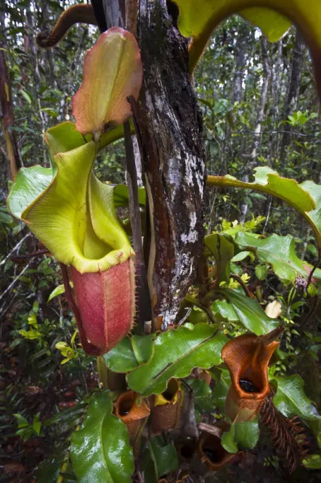 Framed Print : Large aerial pitchers of natural hybrid Pitcher Plant (Nepenthes stenophylla x Nepenthes veitchi) Framed Print : Large aerial pitchers of natural hybrid Pitcher Plant (Nepenthes stenophylla x Nepenthes veitchi)