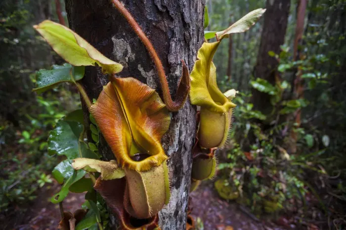 Framed Print : Large aerial pitchers of Veitchs pitcher plant (Nepenthes veitchii) growing up a tree trunk Framed Print : Large aerial pitchers of Veitchs pitcher plant (Nepenthes veitchii) growing up a tree trunk