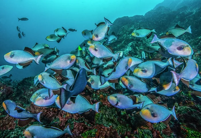 Framed Print : Large aggregation of Black triggerfish (Melichthys niger) probably for mating purposes, Cocos Island, Costa Rica, Pacific Ocean Framed Print : Large aggregation of Black triggerfish (Melichthys niger) probably for mating purposes, Cocos Island, Costa Rica, Pacific Ocean