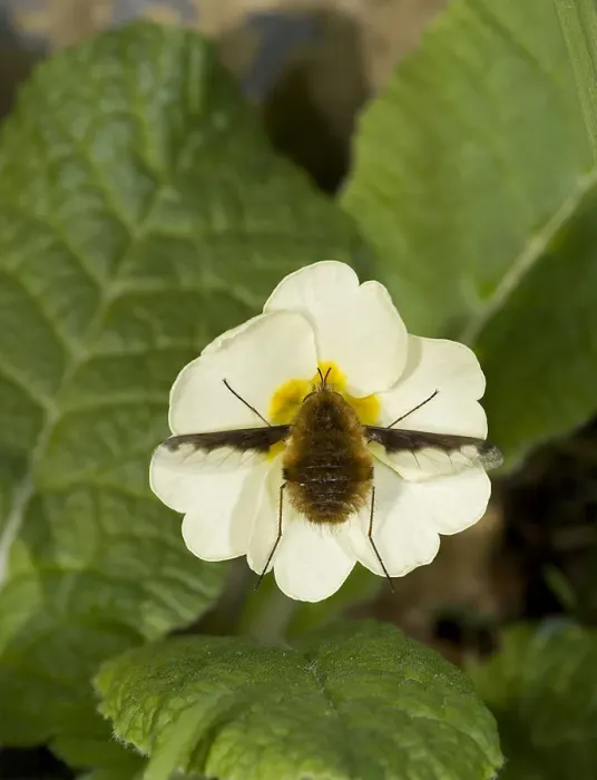 Framed Print : Large bee fly (Bombylius major) feeding on Primrose (Primula vulgaris). England, UK Framed Print : Large bee fly (Bombylius major) feeding on Primrose (Primula vulgaris). England, UK
