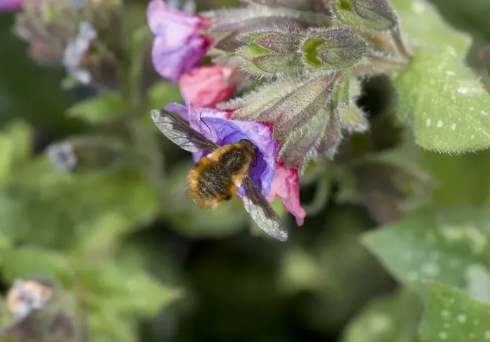 Framed Print : Large bee-fly (Bombylius major) nectaring on Lungwort (Pulmonaria sp). In garden, Surrey Framed Print : Large bee-fly (Bombylius major) nectaring on Lungwort (Pulmonaria sp). In garden, Surrey