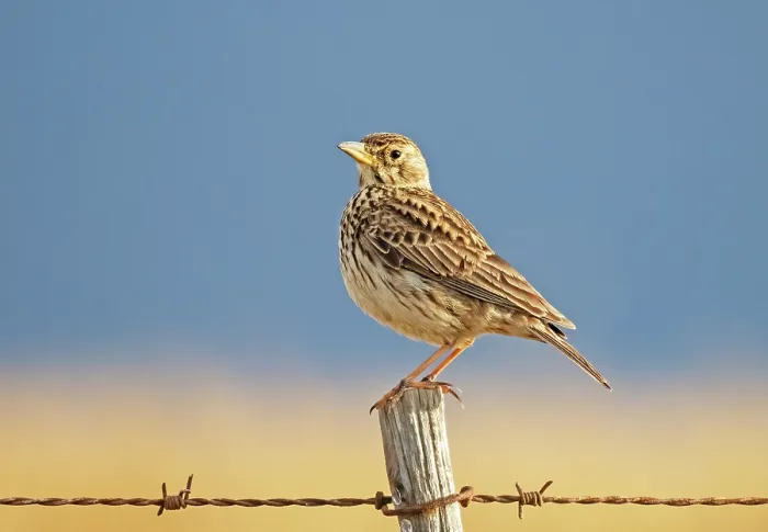 Framed Print : Large-billed lark (Galerida magnirostris) perched on a fence post, Malgas, Cape Province, South Africa Framed Print : Large-billed lark (Galerida magnirostris) perched on a fence post, Malgas, Cape Province, South Africa