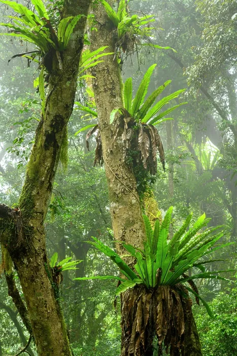 Framed Print : Large Bird's-nest ferns (Asplenium sp.) in mid-elevation rainforest shrouded in mist / cloud, Montage d'Ambre National Park, northern Madagascar Framed Print : Large Bird's-nest ferns (Asplenium sp.) in mid-elevation rainforest shrouded in mist / cloud, Montage d'Ambre National Park, northern Madagascar