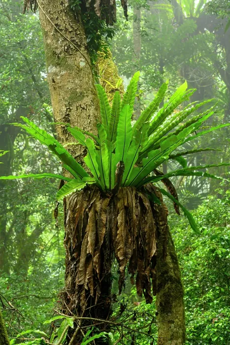 Framed Print : Large Bird's-nest ferns (Asplenium sp.) in mid-elevation rainforest shrouded in mist / cloud, Montage d'Ambre National Park, northern Madagascar Framed Print : Large Bird's-nest ferns (Asplenium sp.) in mid-elevation rainforest shrouded in mist / cloud, Montage d'Ambre National Park, northern Madagascar