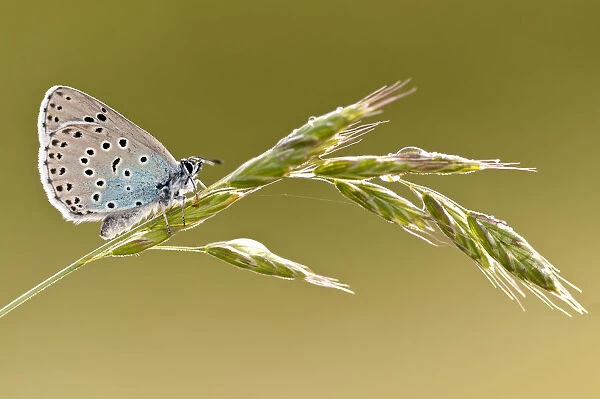 Large blue butterfly (Phengaris arion) resting on a grass stem, Collard Hill, Somerset