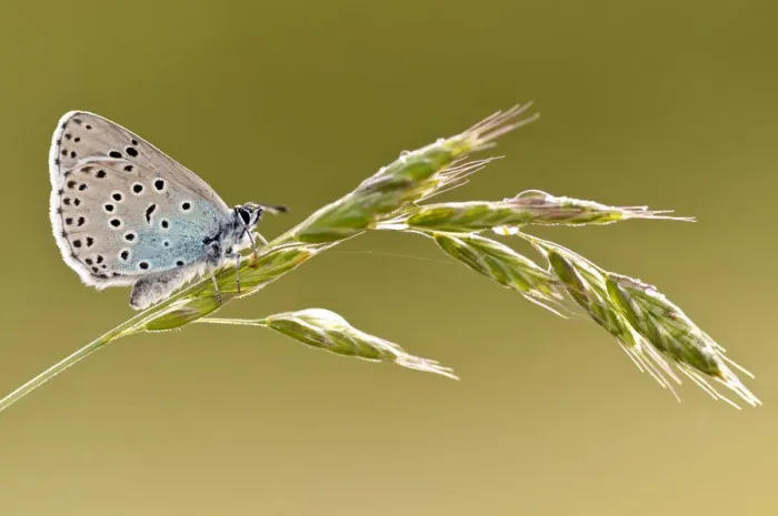 Framed Print : Large blue butterfly (Phengaris arion) resting on a grass stem, Collard Hill, Somerset Framed Print : Large blue butterfly (Phengaris arion) resting on a grass stem, Collard Hill, Somerset