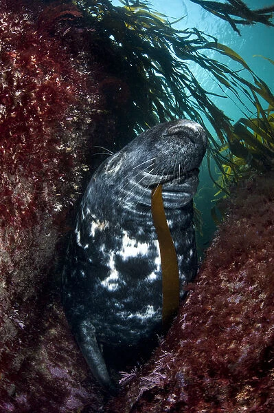 Large bull (male) Grey seal (Halichoerus grypus) chewing on a blade of kelp, resting