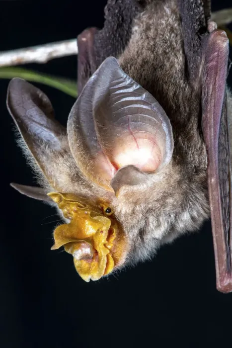 Framed Print : Large-eared horseshoe bat (Rhinolophus robertsi), portrait, Atherton, Queensland, Australia Framed Print : Large-eared horseshoe bat (Rhinolophus robertsi), portrait, Atherton, Queensland, Australia