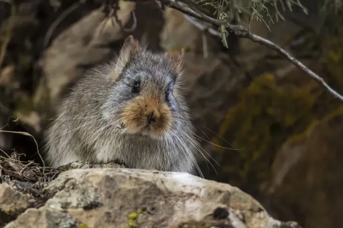 Framed Print : Large-eared pika (Ochotona macrotis) Serxu County, Garze Prefecture, Sichuan Province, China Framed Print : Large-eared pika (Ochotona macrotis) Serxu County, Garze Prefecture, Sichuan Province, China