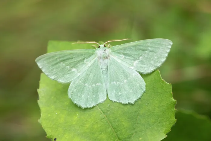 Framed Print : Large emerald (Geometra papilionaria) moth resting on Aspen leaf, Insh Marshes, Cairngorms National Park, Scotland, UK. July Framed Print : Large emerald (Geometra papilionaria) moth resting on Aspen leaf, Insh Marshes, Cairngorms National Park, Scotland, UK. July