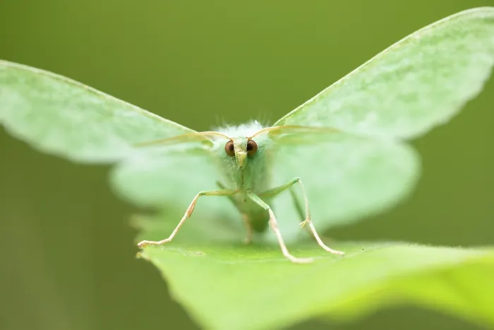 Framed Print : Large emerald (Geometra papilionaria) moth resting on Aspen leaf, Insh Marshes, Cairngorms National Park, Scotland, UK. July Framed Print : Large emerald (Geometra papilionaria) moth resting on Aspen leaf, Insh Marshes, Cairngorms National Park, Scotland, UK. July