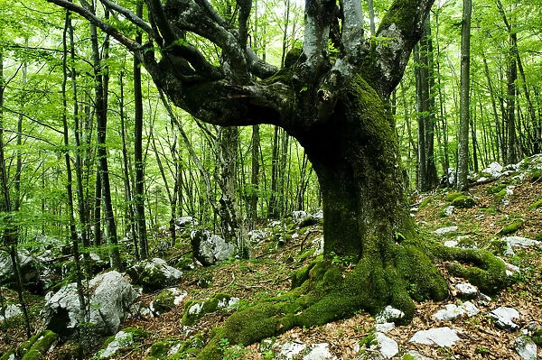 Large European beech (Fagus sylvatica) tree in pristine forest near the river Lepenjica
