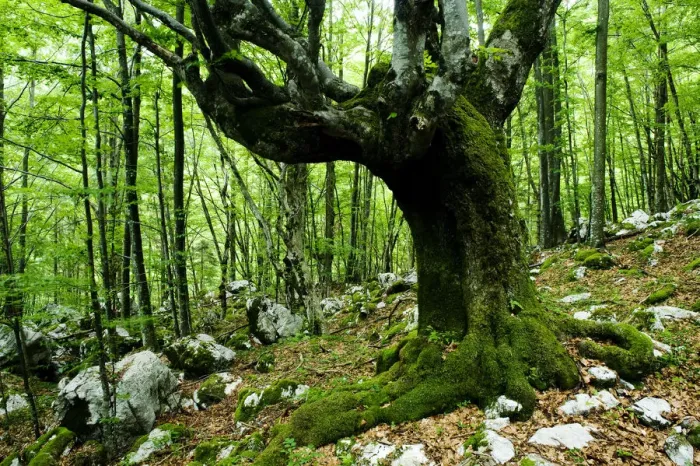 Framed Print : Large European beech (Fagus sylvatica) tree in pristine forest near the river Lepenjica Framed Print : Large European beech (Fagus sylvatica) tree in pristine forest near the river Lepenjica