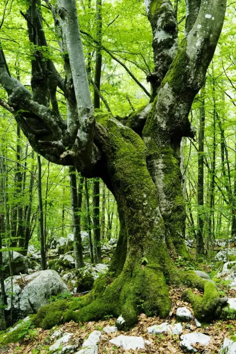Framed Print : Large European beech (Fagus sylvatica) tree in pristine forest near the river Lepenjica Framed Print : Large European beech (Fagus sylvatica) tree in pristine forest near the river Lepenjica
