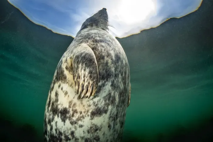 Framed Print : A large female Grey seal (Halichoerus grypus) probably heavily pregnant Framed Print : A large female Grey seal (Halichoerus grypus) probably heavily pregnant