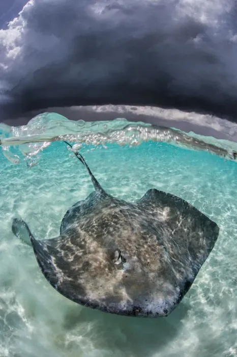 Framed Print : Large female Southern stingray (Hypanus americanus) in shallow water, under storm clouds Framed Print : Large female Southern stingray (Hypanus americanus) in shallow water, under storm clouds