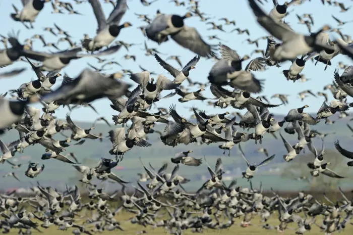 Framed Print : Large flock of Barnacle geese (Branta leucopsis) taking off from grazing marshes Framed Print : Large flock of Barnacle geese (Branta leucopsis) taking off from grazing marshes
