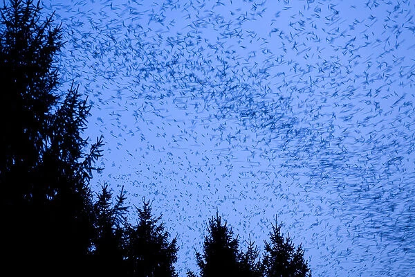 Large flock of Bramblings (Fringilla montifringilla) in flight at dusk, Ldersdorf