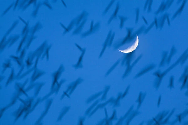 Large flock of Bramblings (Fringilla montifringilla) in flight at dusk in front of moon