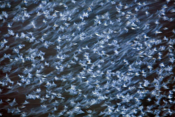 Large flock of Bramblings (Fringilla montifringilla) in flight at dusk, Ldersdorf