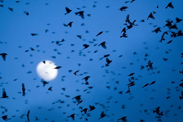Large flock of Bramblings (Fringilla montifringilla) in flight at dusk, in front of the moon